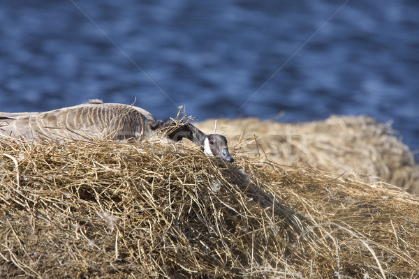 Canada Goose in Nest Stock photo © pictureguy