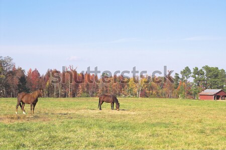 Woman and Horse Stock photo © piedmontphoto