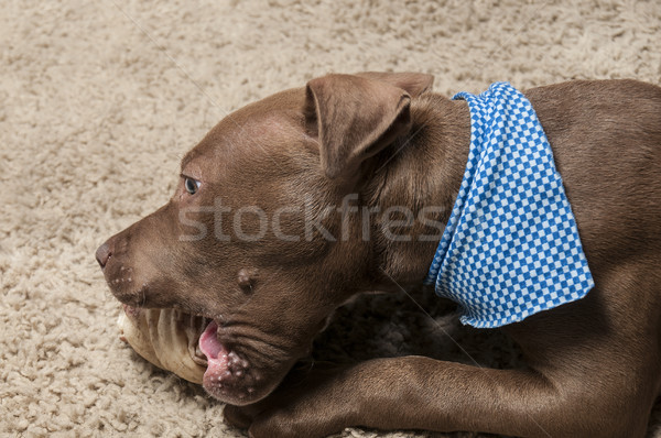 Stock fotó: Pitbull · kutyakölyök · aranyos · kicsi · bika · terrier