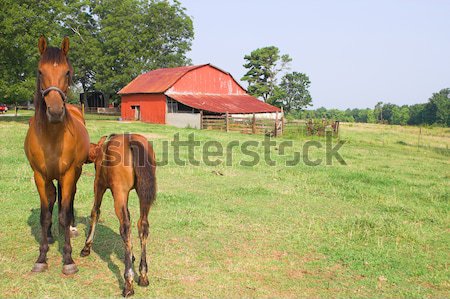 Gyönyörű fiatal vidéki lány nő visel elegáns Stock fotó © piedmontphoto