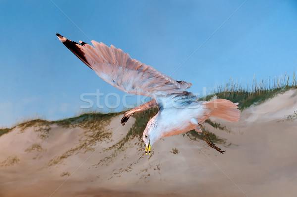 Seagull Stock photo © piedmontphoto