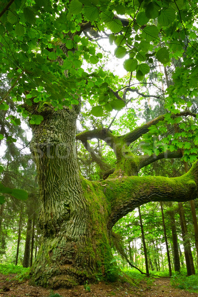 Potężny dąb drewna niebo lasu charakter Zdjęcia stock © Pietus