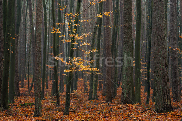 Hornbeam tree in forest. Stock photo © Pietus