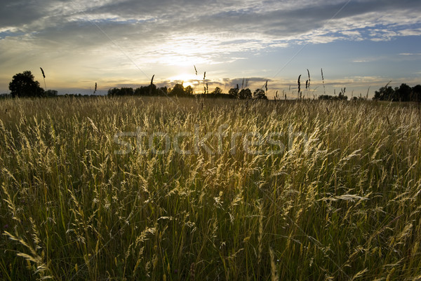 Meadow land. Stock photo © Pietus