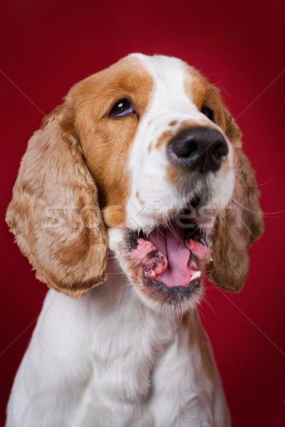 Yawning Cocker Spaniel. Stock photo © Pietus