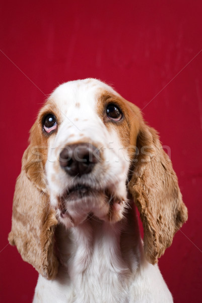 Cute Cocker Spaniel. Stock photo © Pietus