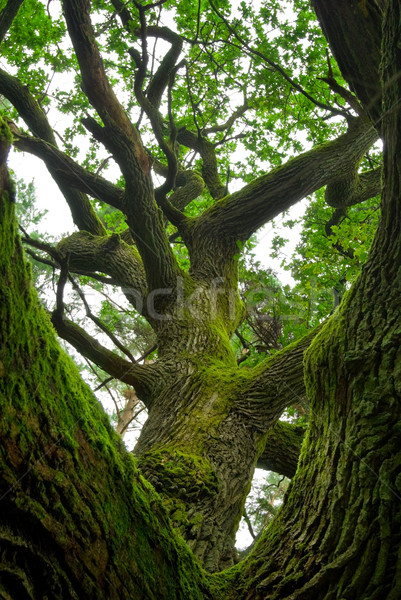 Stock photo: Powerful oak.