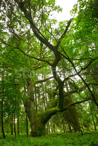 [[stock_photo]]: Anciens · chêne · chêne · forêt · vert · laisse