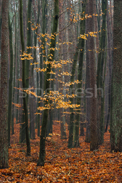 Hornbeam tree in forest. Stock photo © Pietus