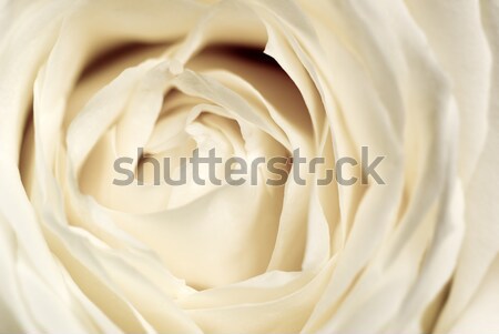 Delicate rose. Stock photo © Pietus