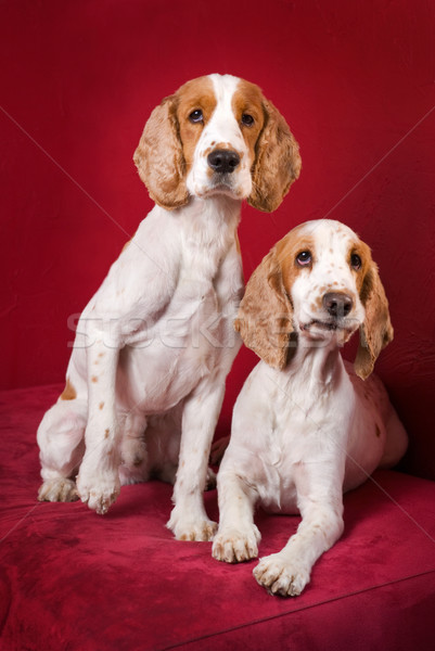 Curious Cocker Spaniels. Stock photo © Pietus