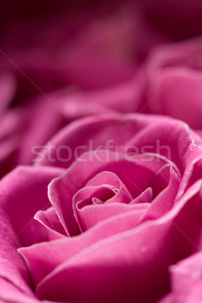 Pink rose detail. Stock photo © Pietus