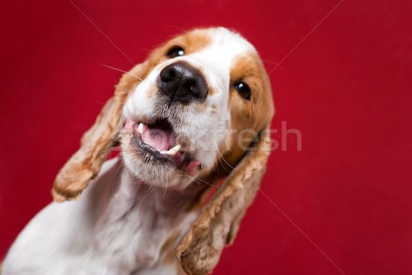 Dog's olfactory sense. Stock photo © Pietus