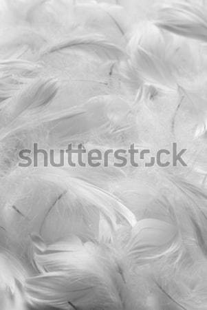 Feathers bw background Stock photo © Pietus