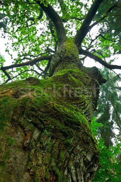 Mighty oak. Stock photo © Pietus