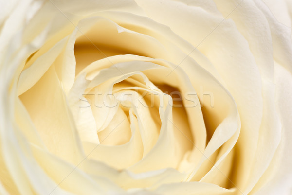 Cream rose. Stock photo © Pietus