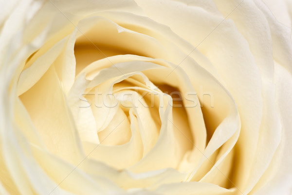 Foto stock: Creme · rosa · raso · campo · flor · amor