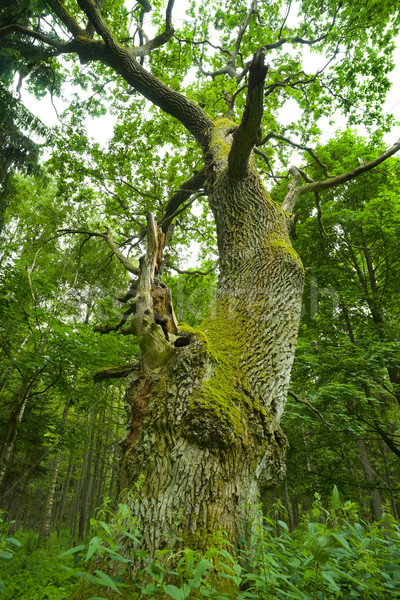 Old oak. Stock photo © Pietus