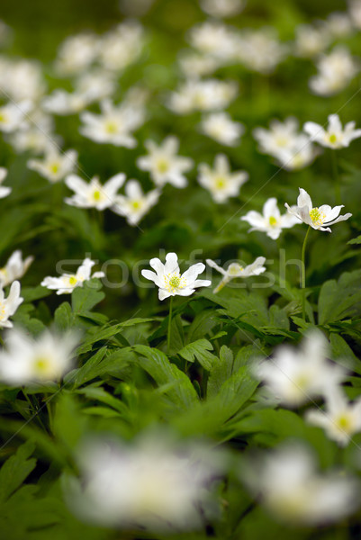 Anemone. Stock photo © Pietus
