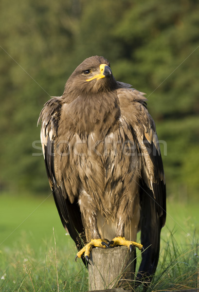 Adler Vogel Beute Familie Tier Stock foto © Pietus