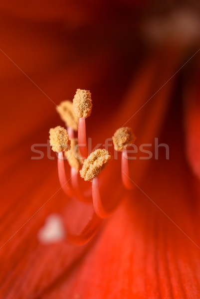 Stock photo: Stamen of hippeastrum.