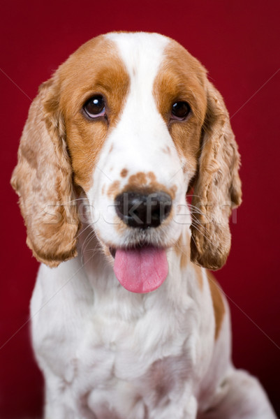 Panting Cocker Spaniel. Stock photo © Pietus