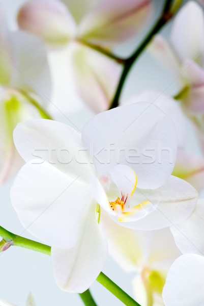 Foto stock: Orquídeas · flor · ramita · flores · naturaleza · fondo