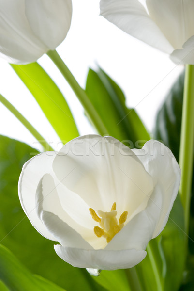 White tulip. Stock photo © Pietus