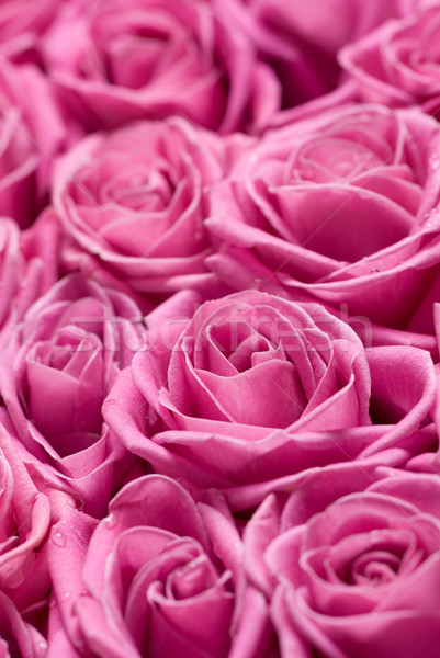 Pink roses. Stock photo © Pietus