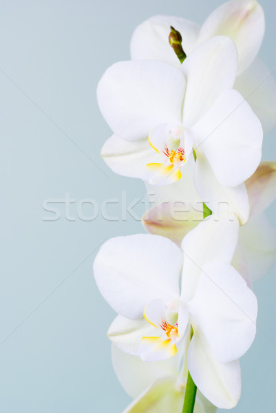 [[stock_photo]]: Orchidée · fleurs · peu · profond · usine · tropicales · propre