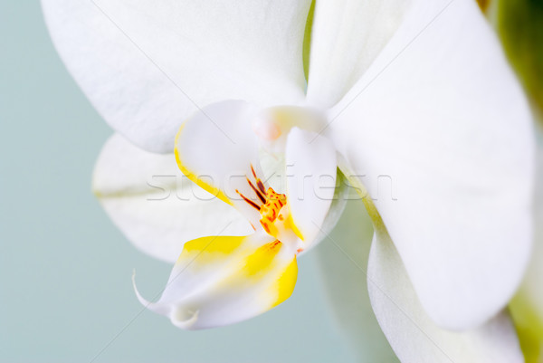 Orchid detail. Stock photo © Pietus