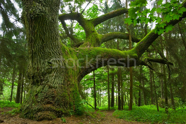 Chêne bois ciel arbre forêt [[stock_photo]] © Pietus