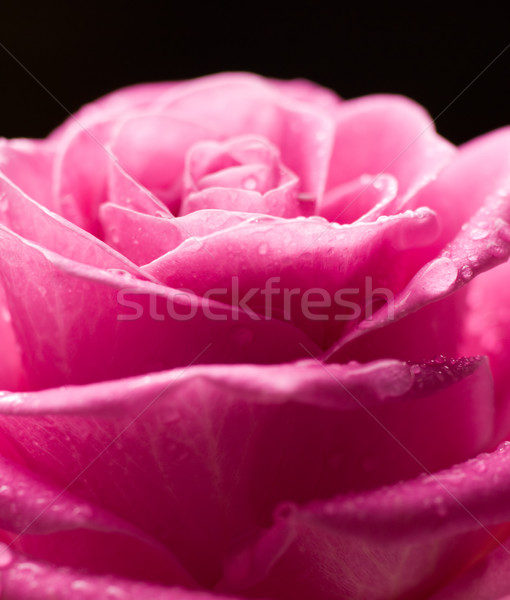Romantic rose. Stock photo © Pietus