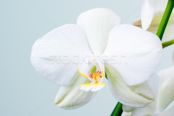 Orchid flower. Stock photo © Pietus