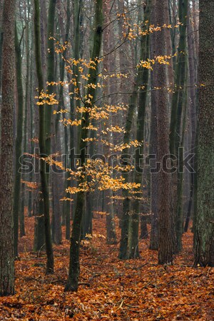 Hornbeam trees in forest. Stock photo © Pietus