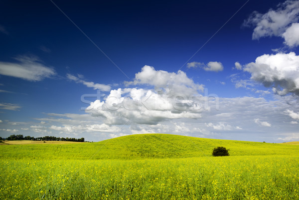 Summer landscape. Stock photo © Pietus