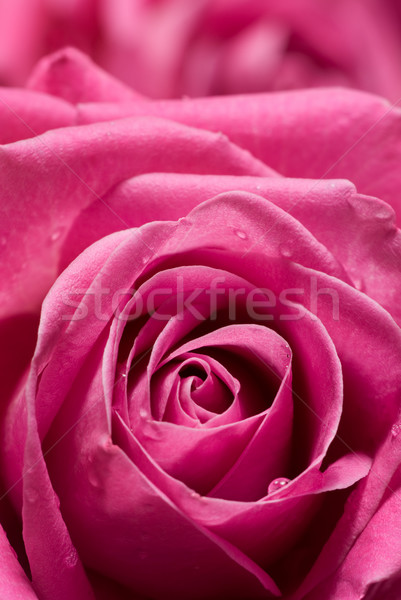 Rózsaszín rózsa kevés cseppek víz rózsa friss Stock fotó © Pietus