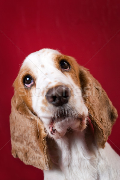 Cute Cocker Spaniel. Stock photo © Pietus