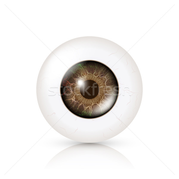 Photo Realistic Eyeball. Human Retina. Vector Illustration Of 3d Human Glossy Eye With Shadow And Re Stock photo © pikepicture