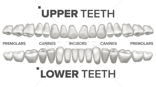 3D 牙齒 集 向量 人的 降低 商業照片 © pikepicture