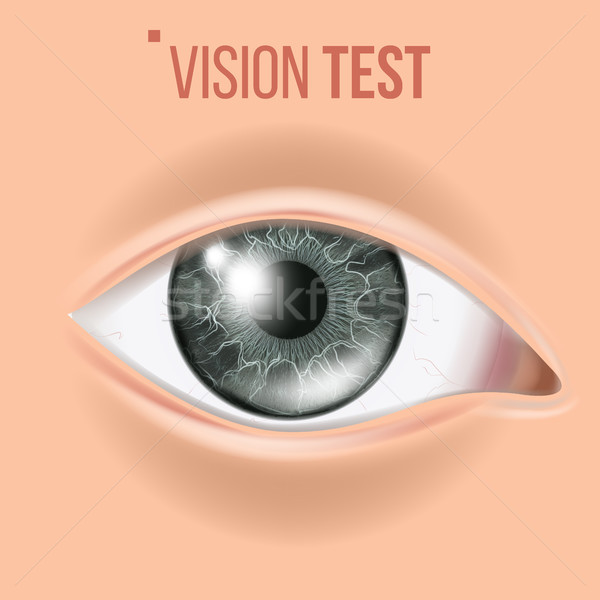 Human Eye Vector. Sight, Eyesight. Body Care. Realistic Detail Vision Illustration Stock photo © pikepicture