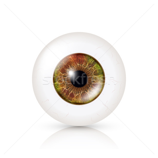 Realistico dettagliato umani bulbo oculare foto retina Foto d'archivio © pikepicture
