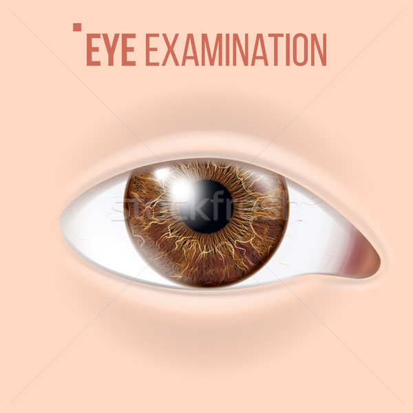 Human Eye Vector. Vision Concept. Clinic Medical Eye Diagnostic. Realistic Detail Illustration Stock photo © pikepicture