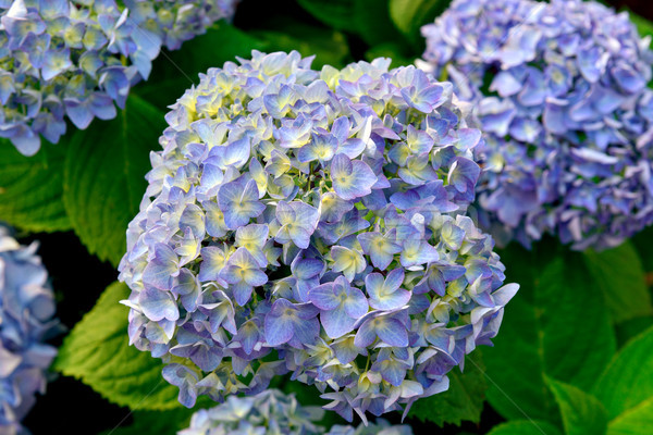 Kék virágzó természet napfény virágok fű Stock fotó © Pilgrimego