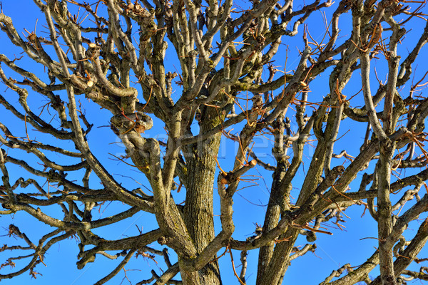 Top of the winter tree without leaves. Stock photo © Pilgrimego