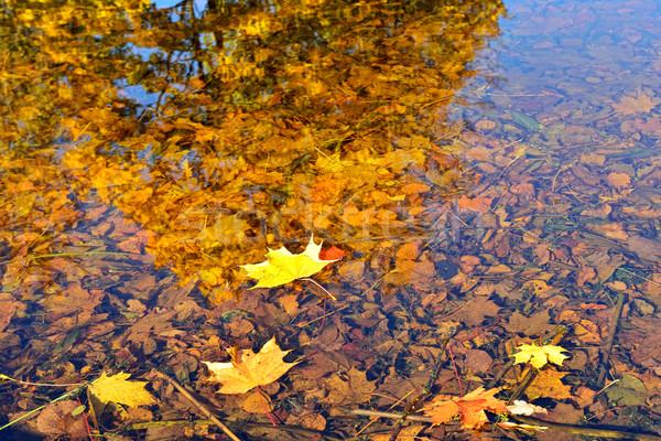 Autumn maple leaves fallen in the water. Stock photo © Pilgrimego