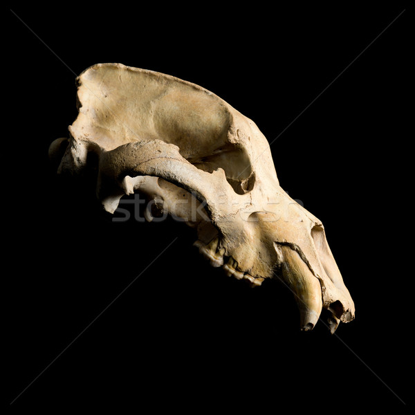 Real animal bear scull Stock photo © Pilgrimego