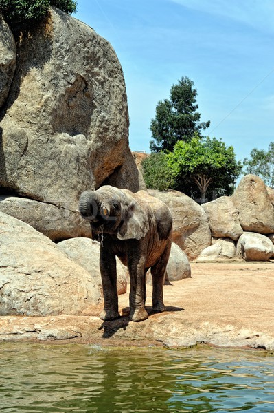 Afrikai elefánt természetes környezet bio park Valencia Stock fotó © Pilgrimego