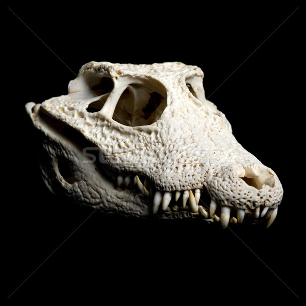 Echt dier krokodil foto zwarte abstract Stockfoto © Pilgrimego
