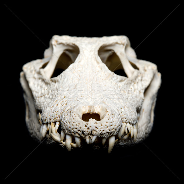 Real animal crocodile scull Stock photo © Pilgrimego